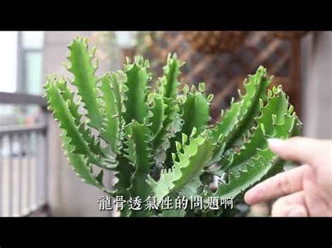 白龍骨仙人掌照顧|龍骨仙人掌照顧指南：讓你的植物如陽光般茁壯 – 植物盆栽綠寶典